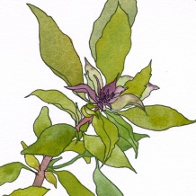 detail-Siam-Queen-Thai-Basil-ocimum-basilicum-herbs-ink-watercolor-drawings-chris-carter-artist-070513